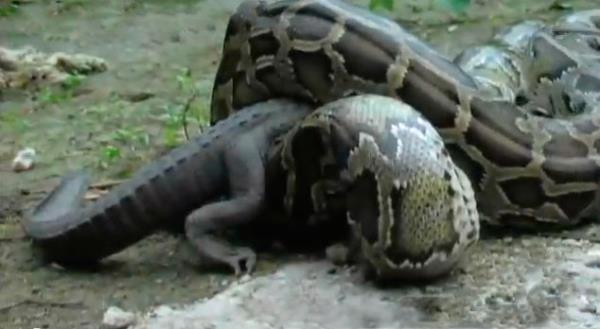 Timsah tm vcuduyla sardktan sonra da...