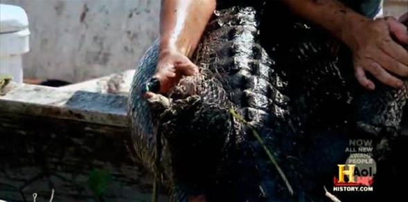 Ancak 320 kiloluk bu devi yaralayan timsah dnmek bile istemediklerini belirttiler.