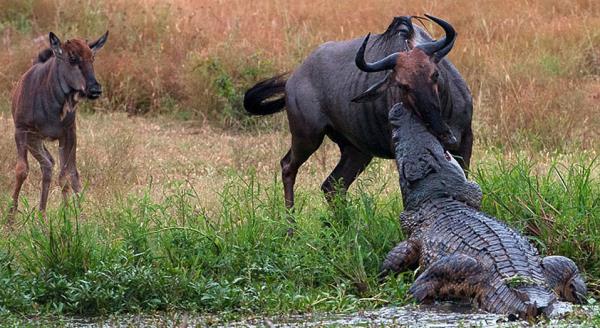 Gnay Afrika'da bulunan Sabi Sands Safari Park'nda vahi doada ender yaanan anlardan birine tanklk edildi.
