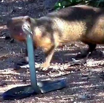 Dnyann en zehirli ylan, bu evik ve cesur fare karsnda daha fazla direnemiyor ve pes ediyor...