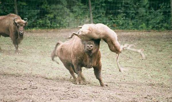 Hemen olay yerinden kaan geyik, daha sonra ald iddetli yaralardan dolay hayatn kaybetti...