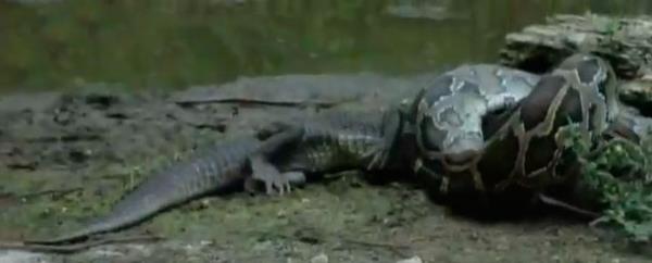 Timsahn kafasn azna almay baaran ylan, timsahn rpnmalarna ramen onu brakmyor.