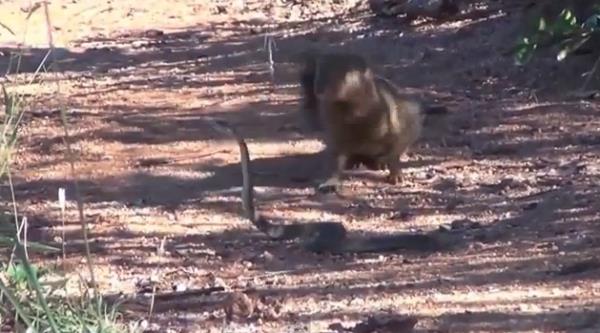 Tek bir sr bir insan dakikalar ierisinde ldren kara mamba, ve iyi bir ylan avcs olan firavun faresi kar karya gelince ortaya bu grntler kt...