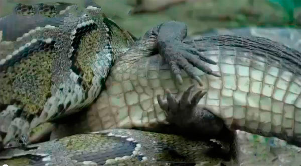 Piton ylan, devasa cssesi sayesinde, henz kk olan timsaha pek ans tanmyor.