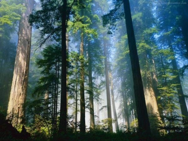 1. Rusya&#8217;daki gizemli lm  <br>  Bundan iki ay sonra ise, son kurbanlar 75 metre uzaklkta kar altnda gml bulundu. Drt rencide byk i yaralanmalar, krk kaburgalar ve ezilmi kafataslar vard. Birinin dili yoktu. Gerek u ki mfettiler saldrya benzer herhangi bir bulgu bulamad. Son drt kurbann da bakalarna ait olduu dnlen ve radyasyon ieren kyafet giydikleri belirtildi. , uzayllar ve askeri test lm olaylaryla ilgili olarak ortaya atlan teorilerden birka.