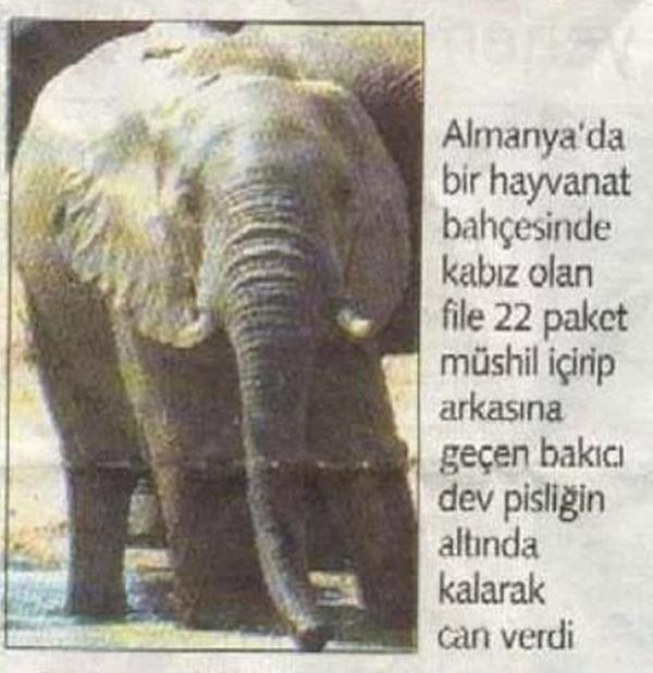 41. Fil pisliinde boulmak  <br>  Amerika`da bir hayvanat bahesinde grevli olan fil bakcs rutin temizliini yaparken filin dks altnda kalarak can vermitir.