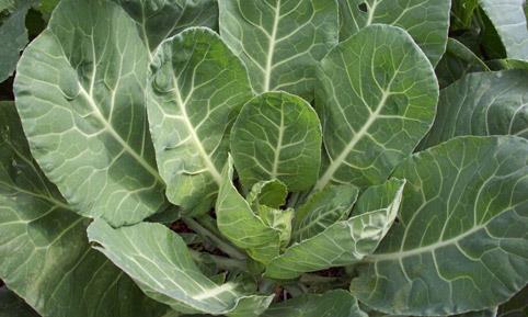 Karalahana: 100 gram i karalahana gnlk E vitamini ihtiyacnn %9&#8217;unu karlar.