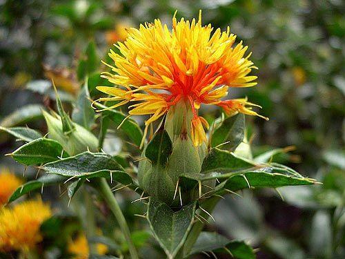 Aspir Ya: 1 ay ka aspir ya gnlk E Vitamini ihtiyacnn %8&#8217;ini karlar.