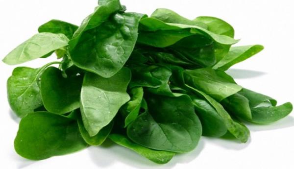 Buday Tohumu Ya: Buday tohumu ya bitkisel yalar arasnda E vitamini bakmndan en zengin yadr. 1 yemek ka buday tohumu ya (14 gr) gnlk E vitamini ihtiyacnn tamamn karlar. Ancak doymu ya ierdii iin dikkatli tketilmelidir.