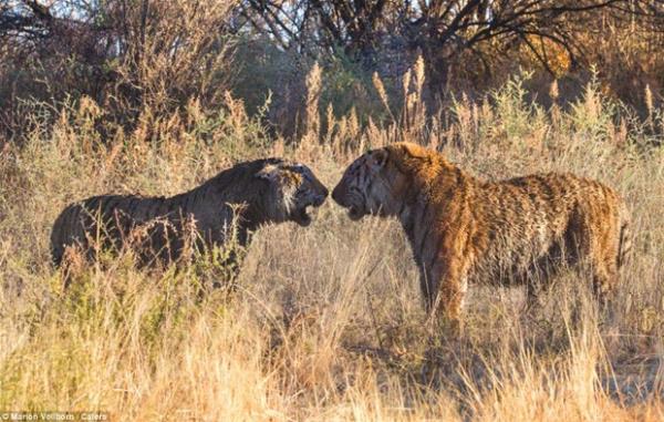 Vollborn, "nanlmaz kkreme sesleri geldi, ok gergin bir atmosfer vard.