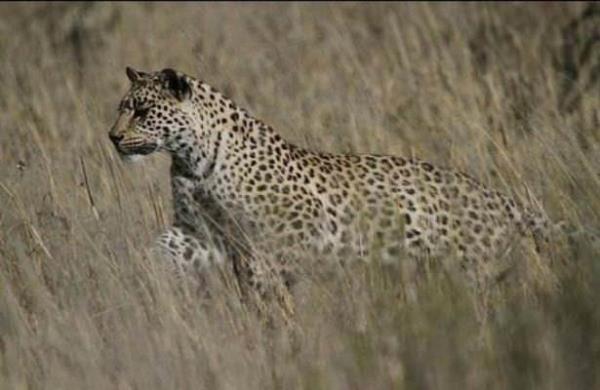 Avclk konusunda usta isimlerden birisi de phesiz ki Leopar. zerindeki desenlerin kamuflaj zellii de onu doada grmeyi neredeyse imkanszlatryor. Ancak bu sefer yapt hareket ise ok artc.