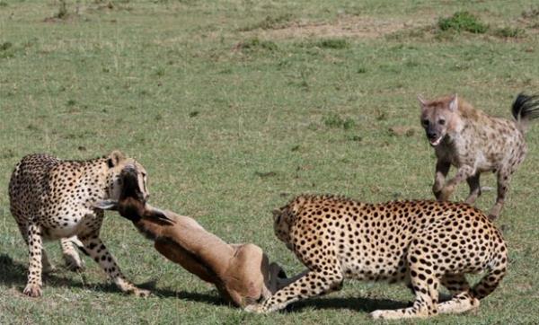 talarn yakalad yavru antilobun son anlarn yaad dnlrken beklenmedik bir ey oldu.