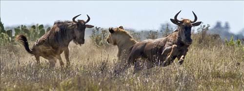 Antilop ise pes etmeye niyetli deildi ve aslandan kamak iin srad.