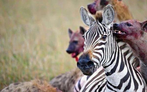 Vahi doada birbirinden korkun grntler yaanyor.