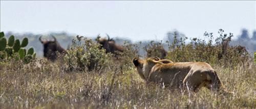 Gney Afrika'daki koruma altndaki bir parkta yaanan lm-kalm mcadelesi objektiflere yansd.