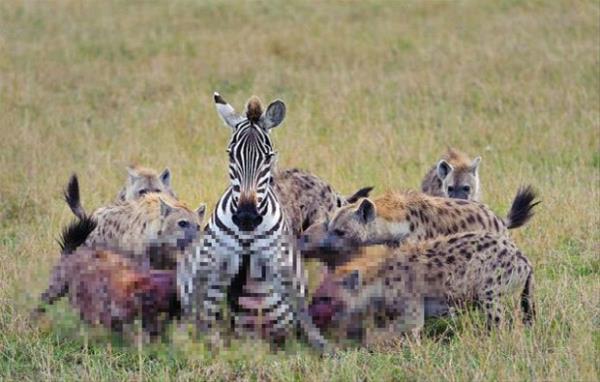 Birden bire 20 srtlann arasnda kalan zavall zebra kaamaynca a srtlanlara yem oldu.