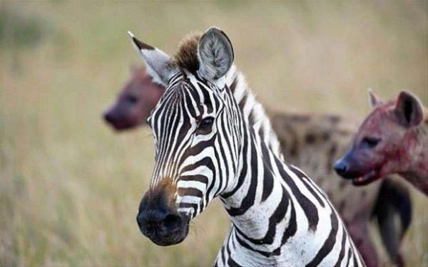 Bu olayn 20 dakika srdn syleyen vahi dopa fotorafs Marc Mol, "Grdm en etkileyci olaylardan biriydi" dedi.