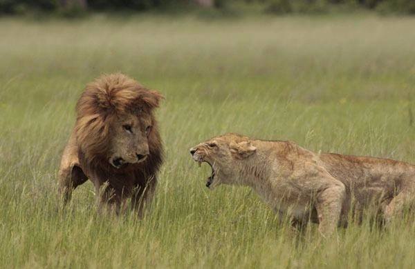 nl doa fotorafs Lee Wittarm'n geen ocak aynda Botswana'nn Okavango Deltas'nda, aslanlarla ilgili yeni belgeselinin ekim almalar srasnda, yavrularnn babas olan erkek aslanla dii aslann kavgaya tututuklar an, objektife yakaland.