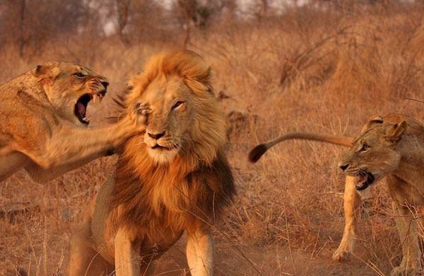 Sert pene darbeleri ve srklarla akna dnen erkek aslan, iki dii aslann karsnda areyi kamakta buldu.