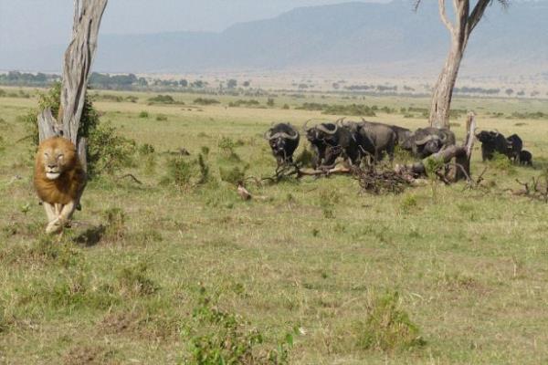 Bir frsat bulup aatan inen Aslan kral arkasna bakman kayor...