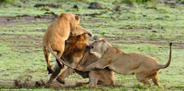 Bunun en gerek rnei, dii aslanlarn yuvaya yaklaan erkek aslana saldrmalar.