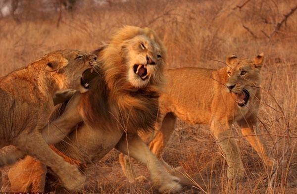 Ormanlarn kral olan erkek aslan, iki dii aslann saldrsna urad.