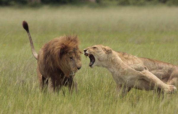 Yllardr aslanlarn yaam ve davranlarn gzlemleyen Lee Wittarm olay ann yle anlatt: