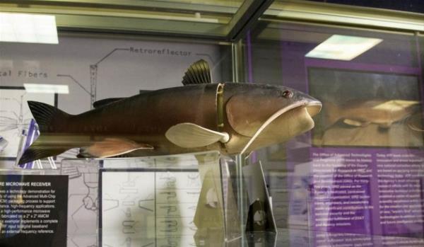 NBC'nin bildirdiine gre, bu 'yar-ak' mzenin dnda bir de, ok az kiinin girebildii bir CIA mzesi daha bulunuyor. ('Charlie' ismini verdikleri robot balk. Charlie radyo dalgalar ile kontrol edilebiliyor)