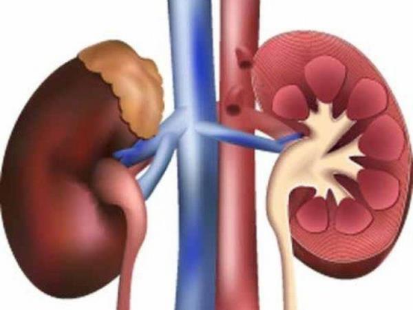 Her bir bbrekte bulunan 1 milyon civarndaki filtre, her dakika 1,3 litre kan temizler ve 1,5 litre idrar boaltr.