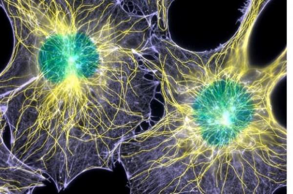 Duymak, dokunmak, koklamak, tatmak ve grmek dnda insan 15 farkl duyuya daha sahiptir. Ac, scaklk, susamak ve tokluk bunlardan sadece bir ka