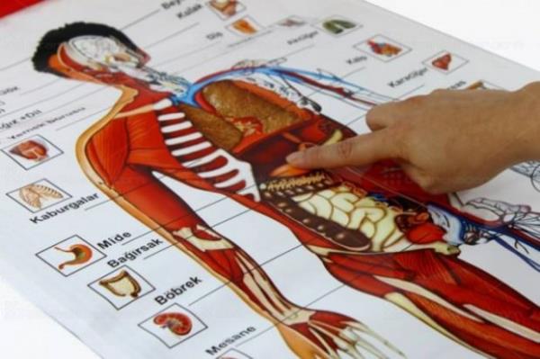 nsan bedeninin her bir paras byk mucizelerle dolu. te lene kadar tayacanz vcudunuzun hi bilmediiniz mucizeleri...