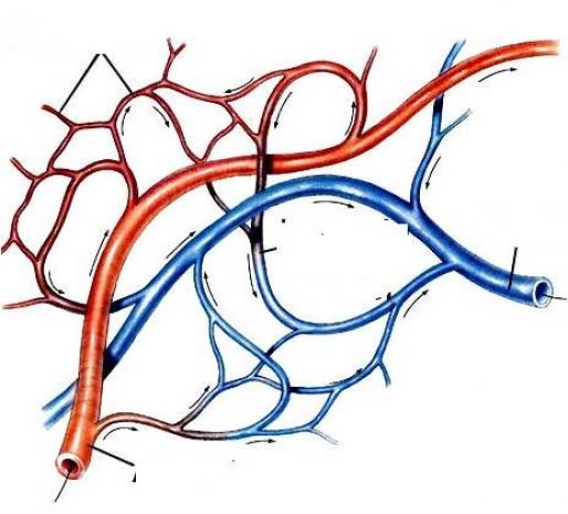 Vcudumuzda dolaan damarlarn toplam uzunluu 96 bin kilometreyi buluyor. Bu mesafe ile Dnya'y neredeyse  kez batan sona dolaabilirsiniz