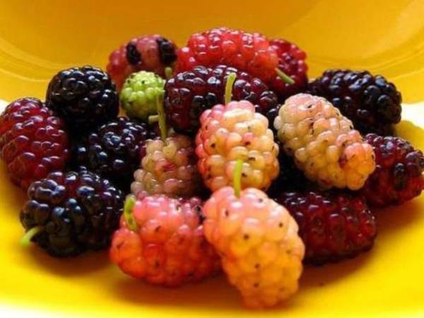 DUT<br>  BR TAVSYE: 250 gram suya 7 gram dut yapra koyup kaynatn... Bu iildiinde barsak kurtlarn dkyor.