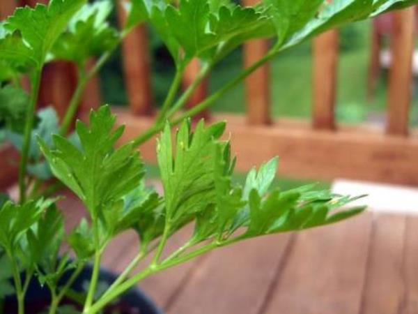 krklklarn gecikmesini salayabilirsiniz.Maydanozun zellikle kolon, meme ve cilt kanserinden korunmak iin nerilen bitkiler arasnda yer alyor. Fakat byle bir faydas olup olmad konusunda yaplan almalarn says u anda yetersiz.