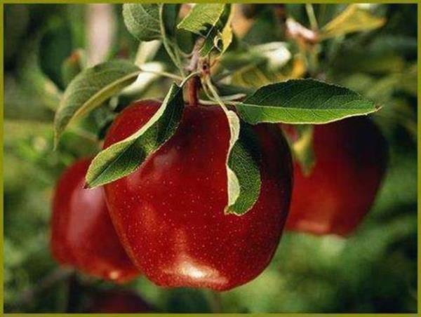 inde bol C vitamini ve lifli proteinler bulunan elma, ierdii flavinoidler sayesinde hcre lmne neden olan serbest radikal adl kimyasallarla savayor.