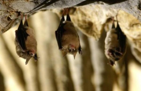 Yarasalar maaralarndan karken her zaman ilk olarak sola dnerler.