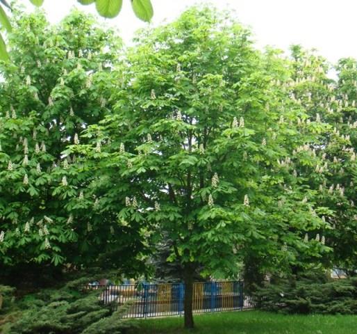 At kestanesi aalar Fransa'ya 1615'te stanbul'dan gtrlmtr. Paris bulvarlar bunlarla ssldr.