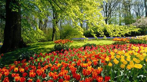 Lale devrinin en naml lalecisi Tabak Ata isminde esnaftan fakir bir adamd. 80 eit nefis lale yetitirmiti ve saraylarn bahelerine soanlar ondan alnrd. Bu iek yznden stanbul&#8217;un en zengin simalarndan biri olmutur.