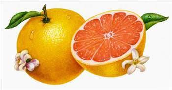 8- Greyfurt yemekten nce yarm greyfurt yiyerek ya da bir bardak taze sklm greyfurt suyu ierek baka bir nlem almadan  ayda 1.5 kilo verilebildii ortaya kt. Greyfurtun iindeki fitokimyasallar inslin seviyelerini drerek itah azaltyor.