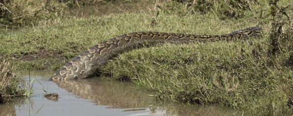 Bu grntler Kenya'nn Massai Mara blgesinde ekildi...