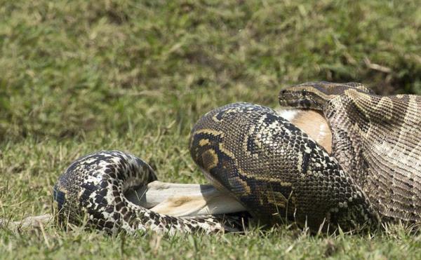 Avn sessizce takip eden piton, sonunda onu tuzaa dryor ve ldrmek iin bomaya balyor...