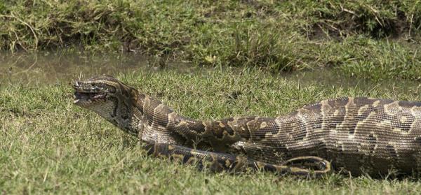 Afrika'nn en byk ylan piton, bebek bir antilop ile inanlmaz bir mcadeleye giriyor...