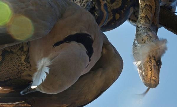 Dala kamufle olan pitonu farkedemeyen ku, bu hatasnn kurban oldu.