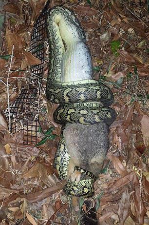 atdan aa den bu eyin ne olduunu merak eden Sharman eline kamerasn alarak yaklak 2 metrelik ylann 40 santimetrelik bir san nasl yuttuunu grntledi...