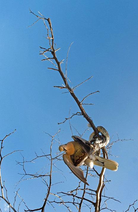 Yakalad kuu skca saran piton boarak ldrd.