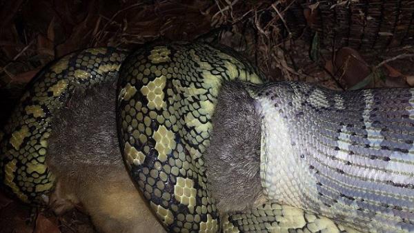 4 saatlik bir uran ardndan ylan bir anda pes ediyor. Bu sann kendisi iin ok byk olduunu anlayan ylan, san geri karyor...