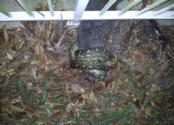 Onu bomak iin yaklak yarm saat uraan ylan, yarm saatin sonunda san yutmaya balyor...