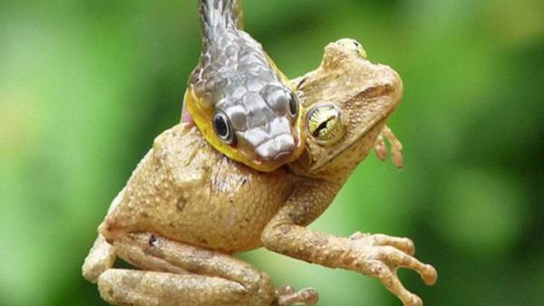 Fotoraf Luis Fernando Espin, Ekvador'un Amazon Havzas'nda fotoraf ekerken...