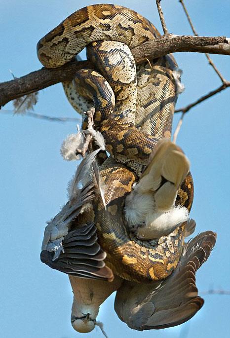 Gney Afrika'da doa fotoraflar eken Marc Lindsay Rea, mthi bir an grntlemeyi baard..