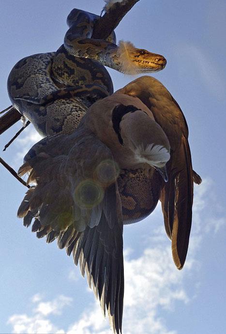 Bir aata sessizce dinlenen gen piton, hemen nne konan kuu avlad.